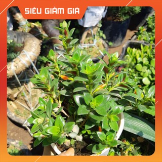 Cây cá vàng giỏ treo TO