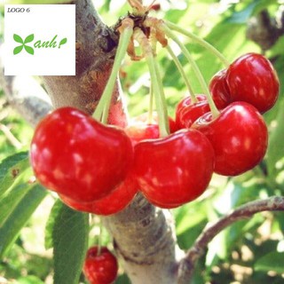 Hạt giống Anh đào (Cherry) (10 hạt)