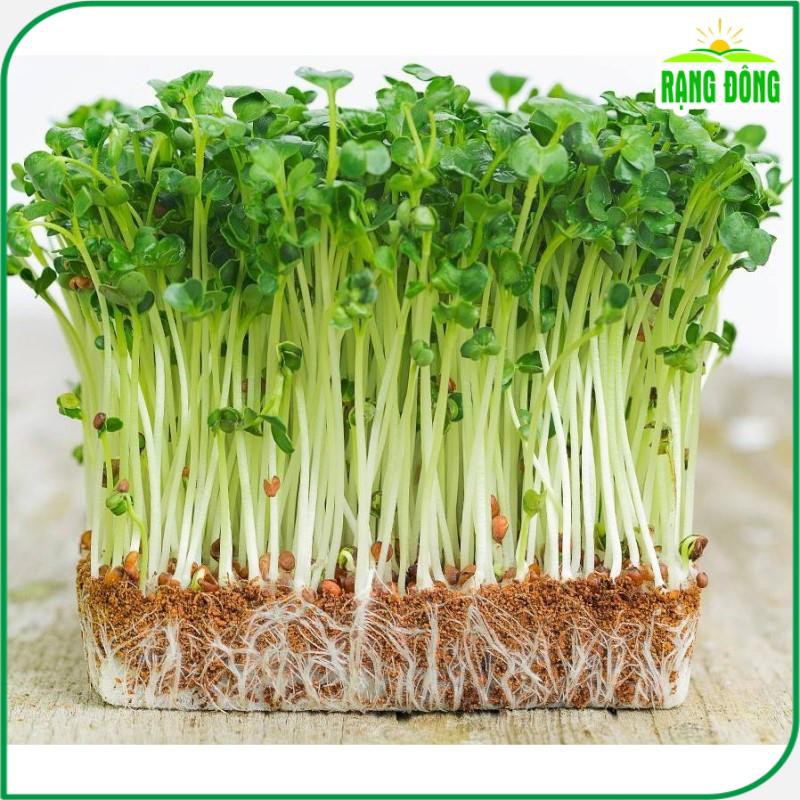 Hạt Giống Rau Mầm Rau Muống Dễ Trồng, Nhanh Thu Hoạch, Nhiều Chất Dinh Dưỡng (gói 100 gr) - Hạt giống Rạng Đông