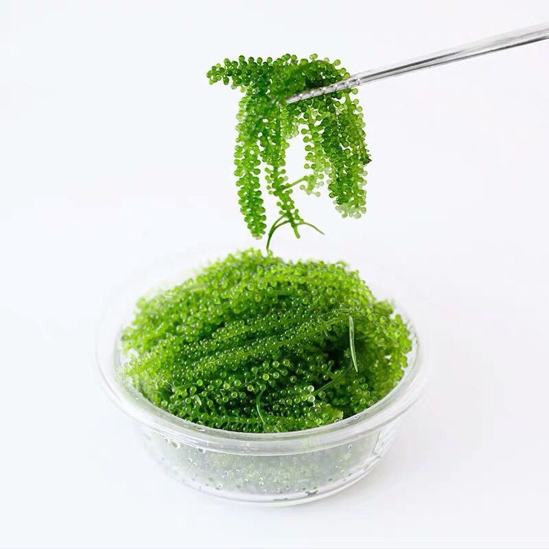 Rong Nho Tách Nước Vạn Phúc 100g