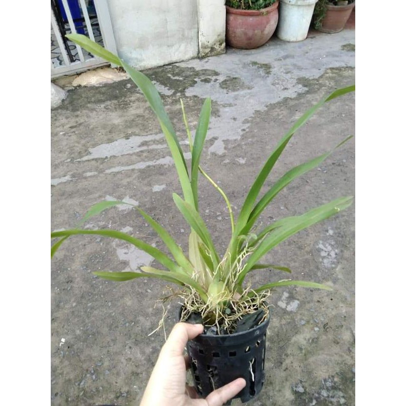 Than củi trồng lan đã qua xử lý gói 1kg