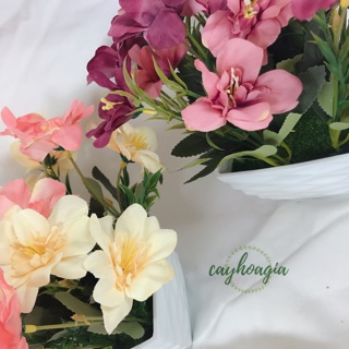 Hoa Giả - Huệ Tây Tứ Diện