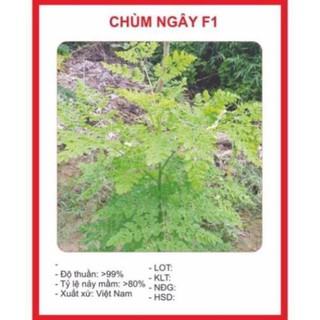 KM- Hạt chùm ngây 10 hạt