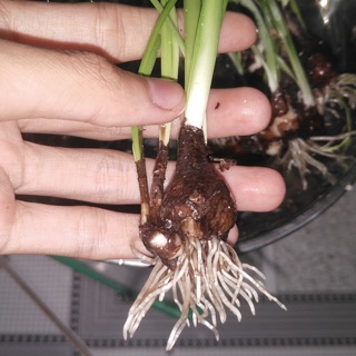 Củ hoa huệ mưa (100g)