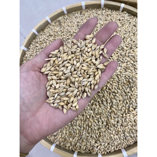 Lúa mạch thức ăn cho gà ,chim,vẹt,hamster