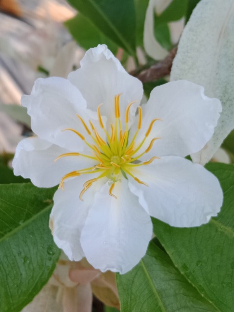 Mai trắng giống mới nhiều cánh hoa cây ghép(gửi cây như hình 5/7)