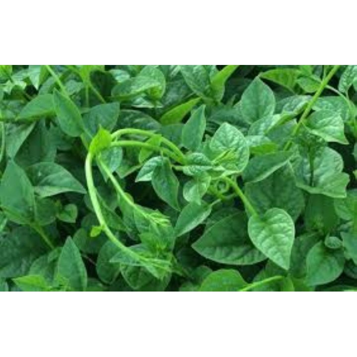 10 gram Hạt giống rau mùng tơi cao sản