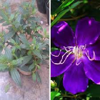 CHẬU HOA MUA TÍM THÁI LAN SIÊU ĐẸP