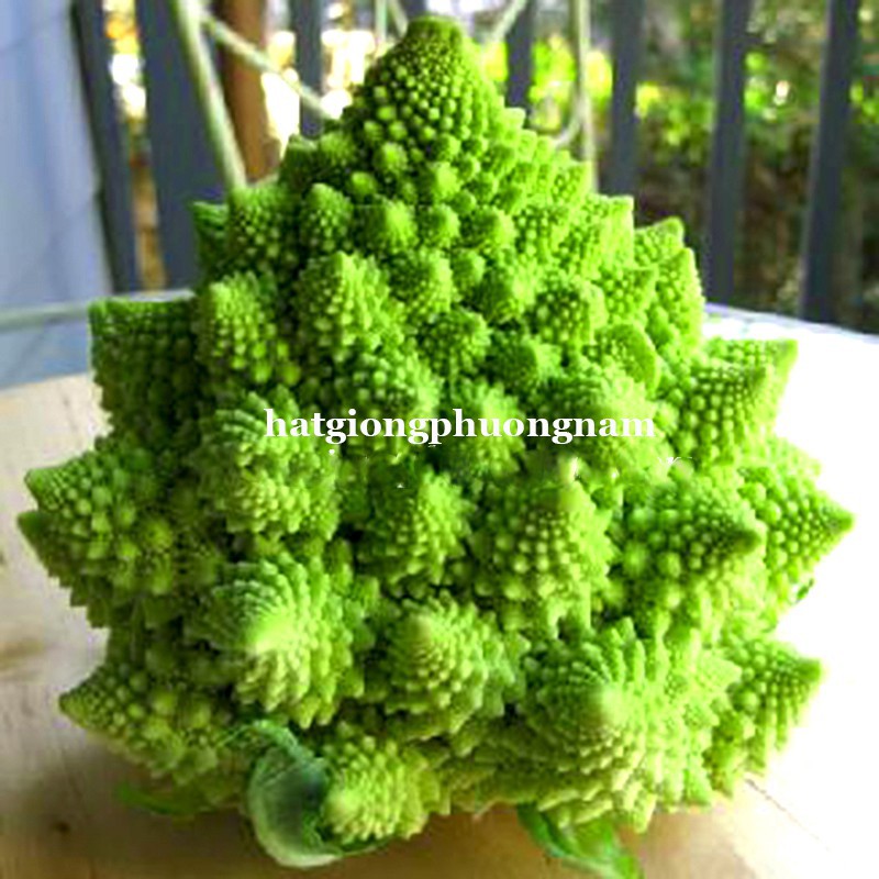 HẠT GIỐNG SÚP LƠ SAN HÔ