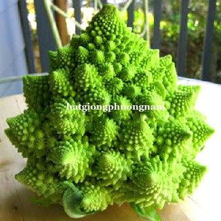 HẠT GIỐNG SÚP LƠ SAN HÔ