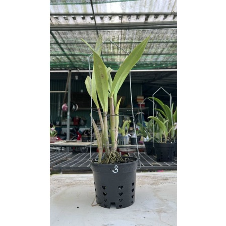 Cattleya lai Epi hoa siêu thơm cây sắp hoa