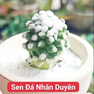 Xương rồng mami tuyết trắng