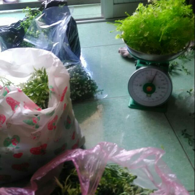 Cỏ đuôi chồn