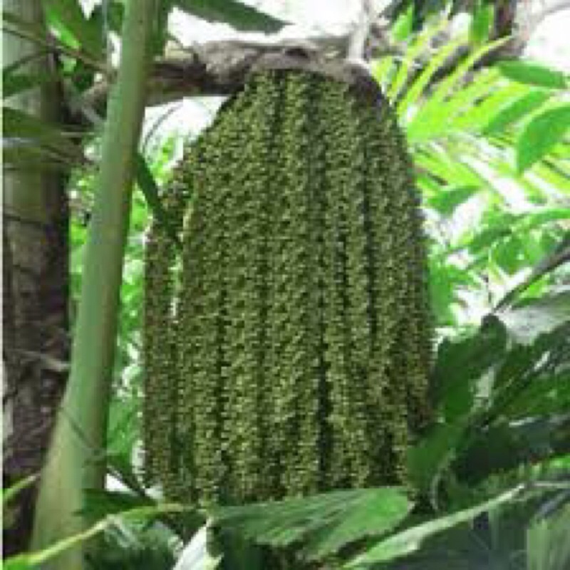 Giống cây móc