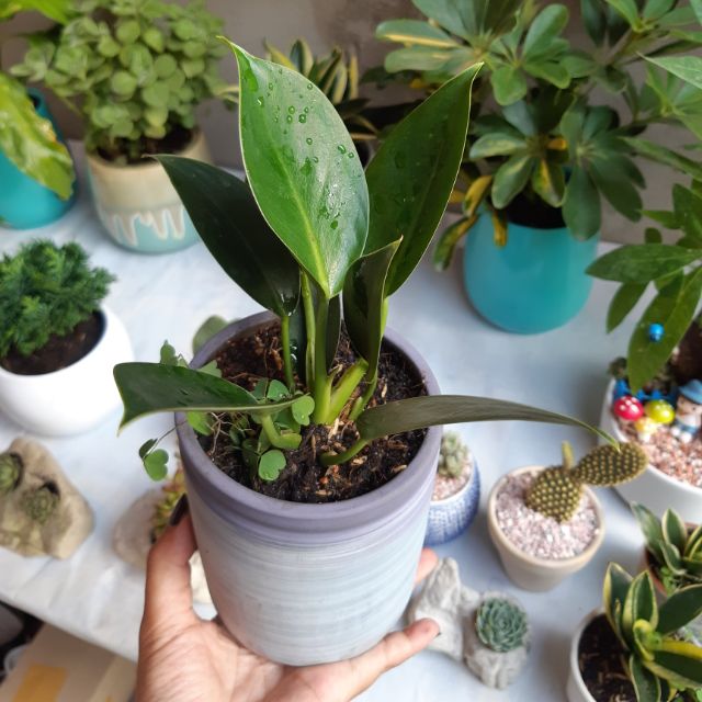 Trầu bà đế vương mini KÈM CHẬU