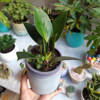 Trầu bà đế vương mini KÈM CHẬU