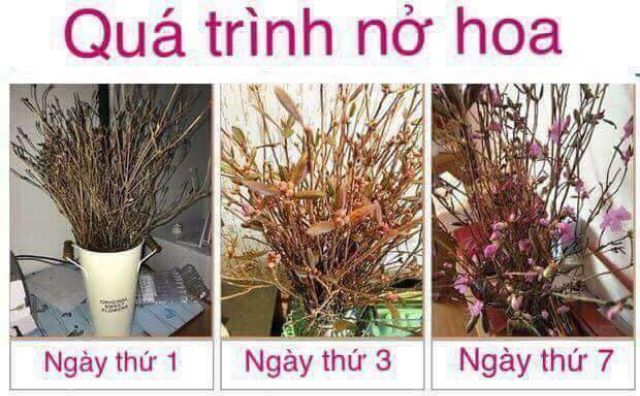 Combo 5 bó hoa đỗ quyên giá sỉ tốt tại tphcm