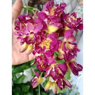 Hoa lan Denro hoa hồng đỏ cây trưởng thành chậu phi 12