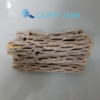 LŨA CHOLLA | ĐỒ CHƠI TÉP KIỂNG | DÁN RÁY. BUCEP. RÊU