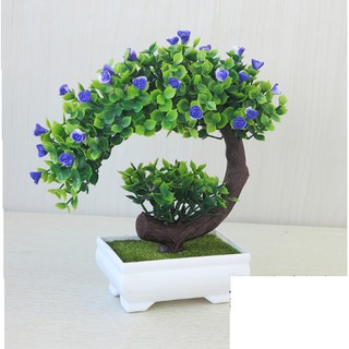 Chậu hoa bonsai để bàn