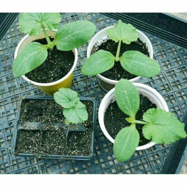 Hạt Giống Mướp Rắn /Mướp Nhật  - Giòn, Ngọt, Dinh Dưỡng, Năng Suất Cao - MUA 3 TẶNG 1 CÙNG LOẠI