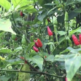 ỚT XIÊM RỪNG THÁI LAN