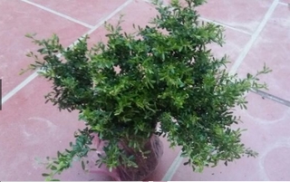 Cây linh sam tím bonsai cây gửi đi hình 5