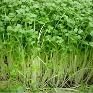 50Gr Hạt Mầm cải xanh Đà Lạt