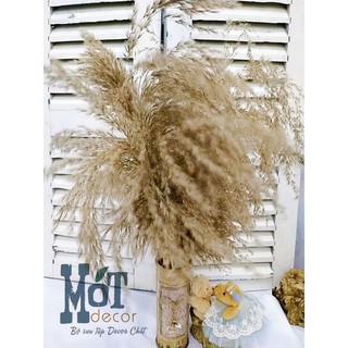 Hoa cỏ Lau khô Pampas (10 cây) trang trí tiệc, sự kiện, phụ kiện chụp ảnh decor - Bông xù đẹp