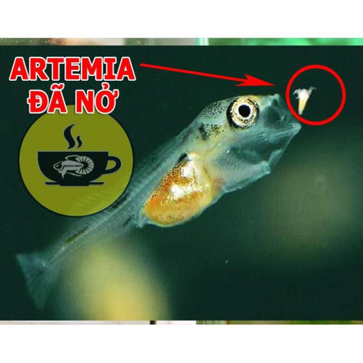 🦐 Artemia Trung Quốc - Loại 1 - Thức Ăn Cá