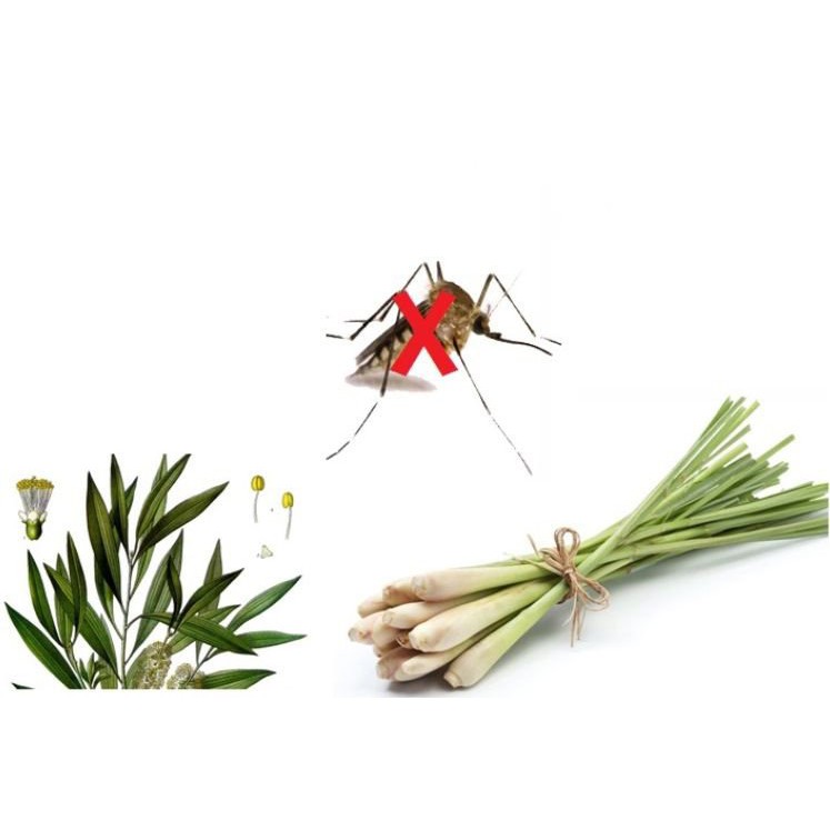 TINH DẦU SẢ lau sàn đuổi muỗi Phúc Lộc 500ml KHỬ MÙI DIỆT KHUẨN HIỆU QUẢ