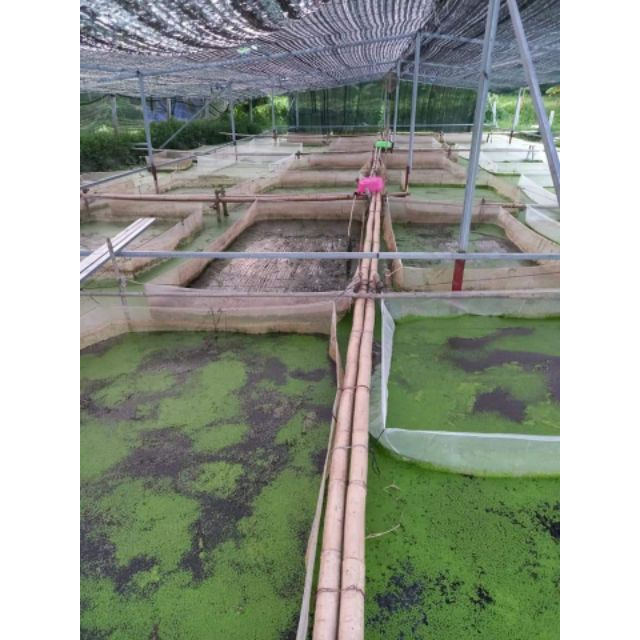 tráng nuôi ốc nhồi , ốc bưu đen - loại dài 4m , rộng 2m , cao 1m sản phẩm tốt 121