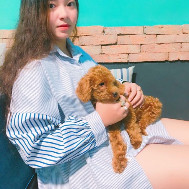 Áo sơ mi giấu quần
