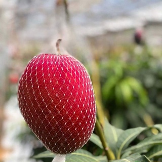 Cây giống xoài đỏ Nhật Bản ghép trồng chậu
