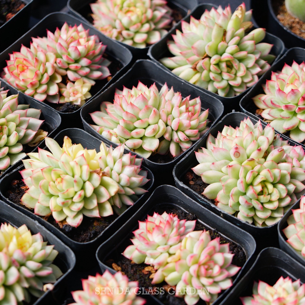 Sen Đá Viền Hồng mini đột biến 2-3 đầu GLASS GARDEN, Sen Đá Var, Hàng Chuẩn Đà Lạt, Lỗi 1 đổi 1