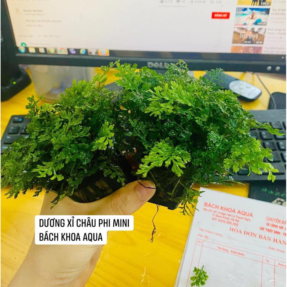 Cây Dương Xỉ Châu Phi Mini thủy sinh