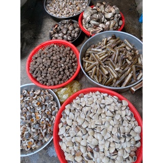 ốc bươu tươi sống con ú nu( giá bán nữa kg, 1kg trở lên)