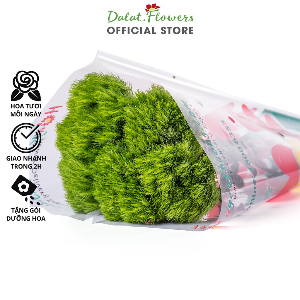 Green Wicky (5 cành) - Hoa tươi cắm trang trí nhà cửa, văn phòng