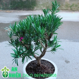Chậu Cây Tùng Bồng Lai Size Lớn