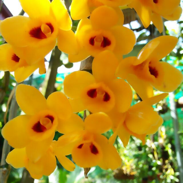 Hoa phong lan phi điệp vàng tây bắc