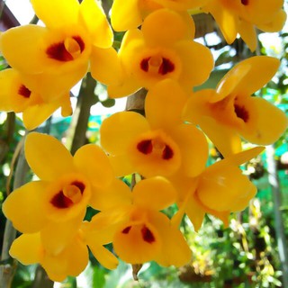 Hoa phong lan phi điệp vàng tây bắc