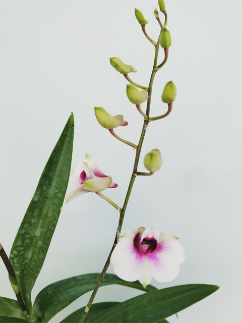 Lan mini YaYa cây tơ mướt đang vòi hoa