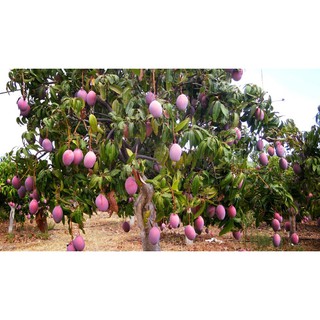 cây giống xoài tím cao m2