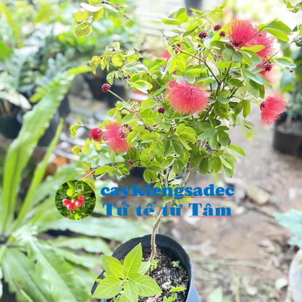 Caykiengsadec - Cây Điệp Lào - tặng phân bón-hoa kiểng lá-trang trí nội thất cảnh quan sân vườn ngoài trời