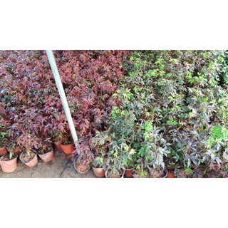 Cây phong lá đỏ, cây nhập khẩu