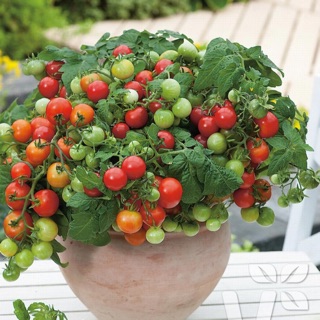 Hạt giống cà chua bi lùn ( đỏ vàng) 0,1gram/gói- Bonsai