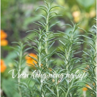 Cây Hương Thảo Rose Mary