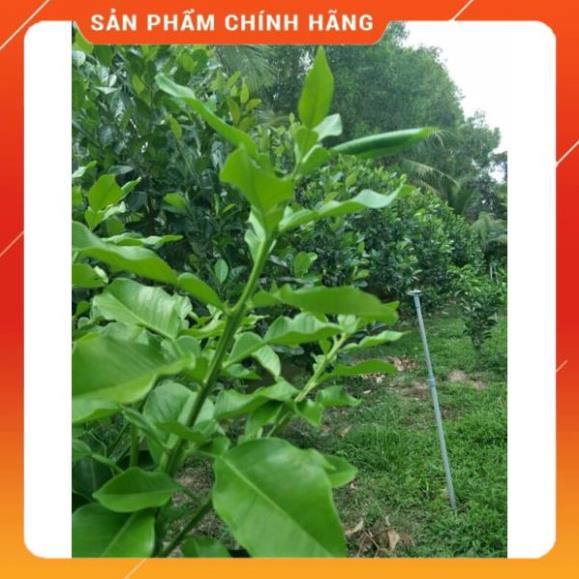 Phân bón lá npk 33-11-11+te gói 250gr và hộp 1kg siêu vọt đọt tạo đọt phát lộc đầm chồi phóng đọt mạnh