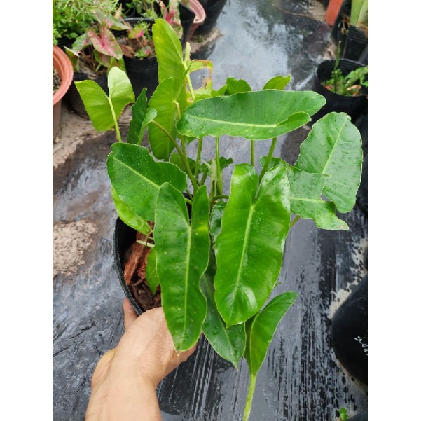 Trầu tỉ phú -burle marx