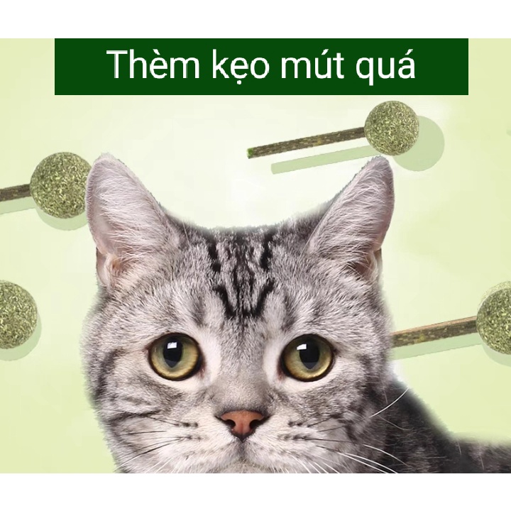 Đồ chơi kẹo mút que catnip - Cỏ bạc hà Giảm Căng thẳng - Sạch răng thơm miệng cho mèo